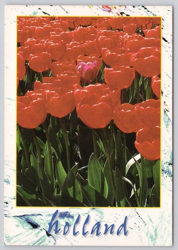 Red tulip flowers - red, holland