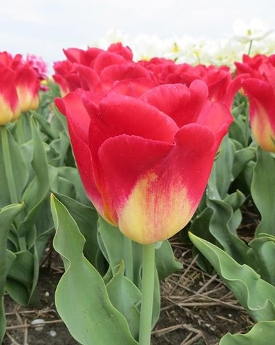 Triumph tulip match - -,